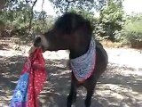 Freestyle dancing miniature horses (final version)