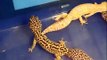 My Leopard Geckos and Fat tail Gecko