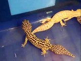 My Leopard Geckos and Fat tail Gecko