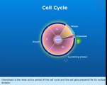 Cell cycle CBSE 11 biology