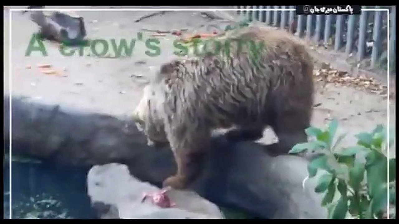 Bear the crow saved from drowning