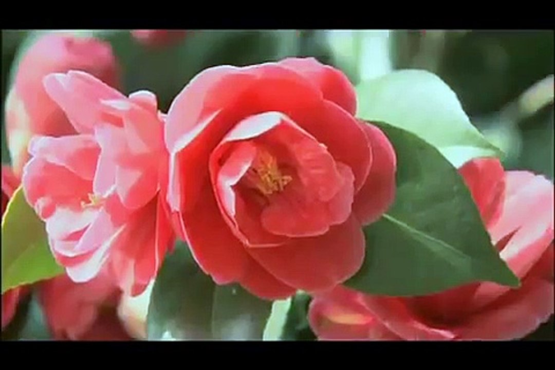 Viajes a Japón | Vídeo turismo en Japón - Kyoto