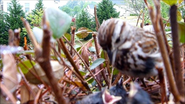 9 Days In the Nest - Baby Birds fom Egg to Fledgling a Compilation