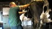 vet doing pregnancy diagnosis on dairy cows and heifers. P.D