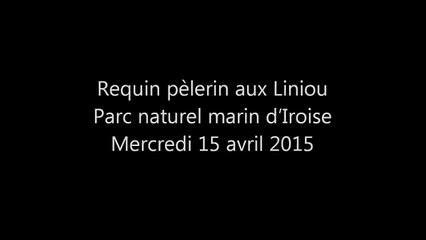 Requin pèlerin - Finistère - 15 avril 2015 © Benoit Dumeau