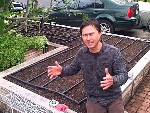 How to Plant 11 Tomato Plants in a Square Foot Raised Bed Garden