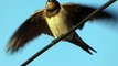 Ptice Hrvatske - Lastavica (Hirundo rustica) (Birds of Croatia - Swallow) (2/2)