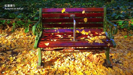 TOKYO JAPAN 東京•明治神宮外苑のイチョウ並木 GingkoTrees Avenue in tokyo 東京観光 日本の紅葉