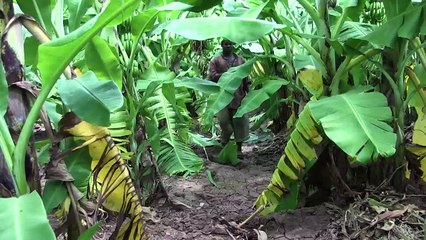 Le rebond des bananes somaliennes