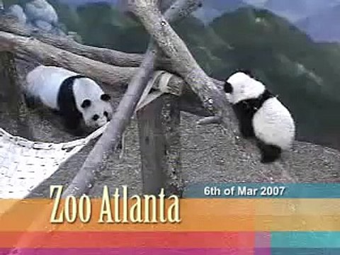 Lun Lun playing with Mei Lan - 6.03.07