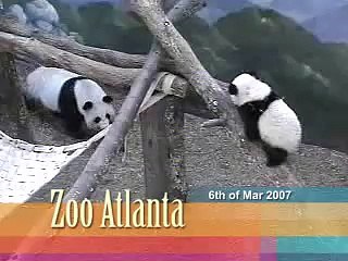 Lun Lun playing with Mei Lan - 6.03.07