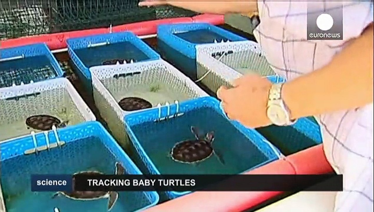 Australische Forscher verfolgen Schildkröten