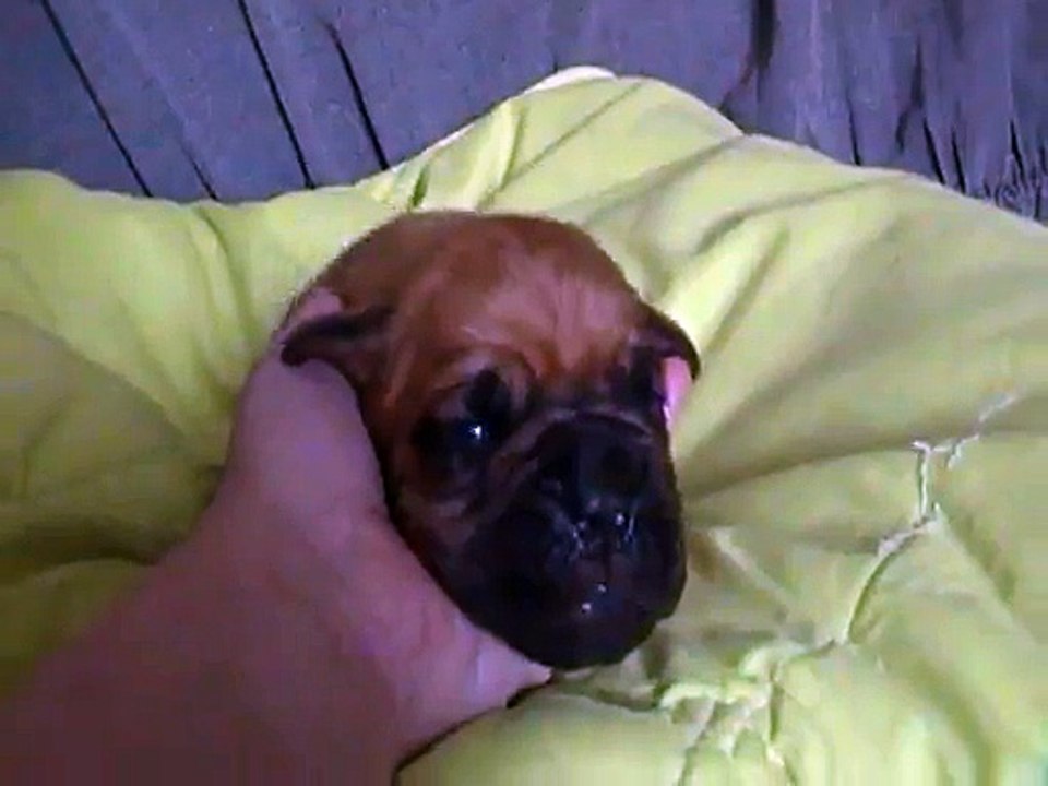 Mâle masque noir 12 jours (Zen-a X Jackpot)