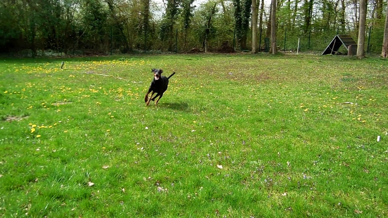 dobermann1
