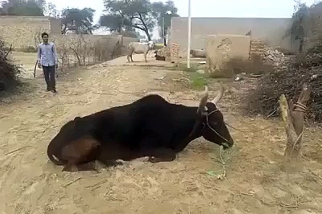 Don't try at home