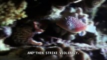 Moray Eel, Attack  Bites Scuba Diver's Thumb Off