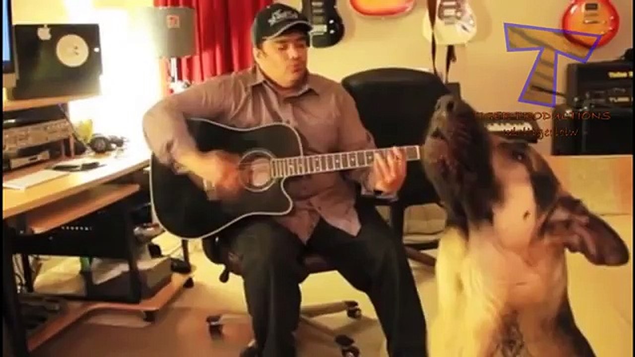 Animals making funny sounds