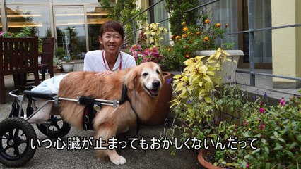 セラピー犬シャネル