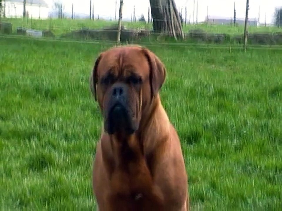 chevalier rouge Jewel "Svéa"