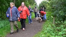 Scottish Basset Hound Walk At Forfar Loch
