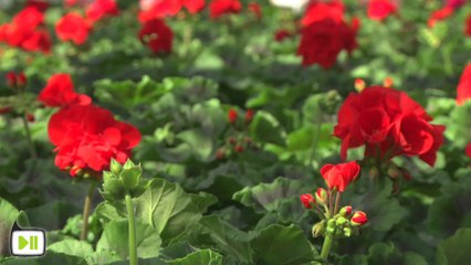 Dernière ligne droite avant la saison des géraniums