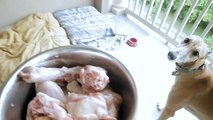 Raw Feeding Greyhound Chicken & Turkey