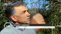 Italia: bosques de olivos devastados | Enfoque Europa