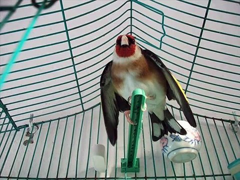 اجمل تغريد الحسون - meilleur chant chardonneret