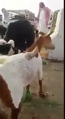 Miracle of Allah! Goat with Horn on Back