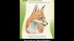 Download Drawing Animals in Colored Pencil Learn to draw with colored pencil st