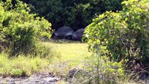 Explorer Interrupts Mating Tortoises, Slowest Chase Ever Ensues