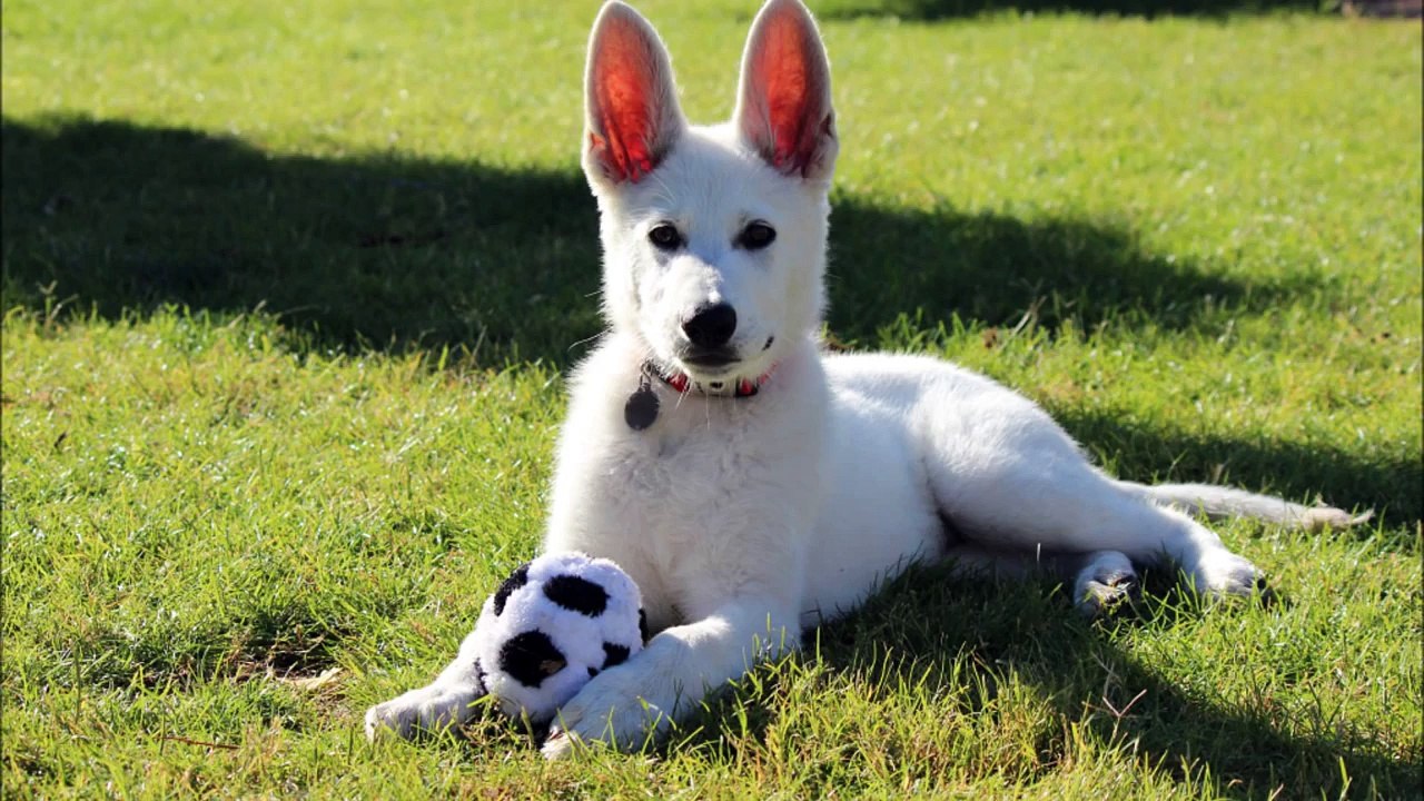 White German Shepherd puppy "Garrus" time lapse (0 to 6 Months)