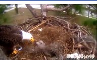 Conflict on the eagles' nest - SW Florida Eagle Cam
