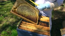 Des abeilles dans les cimetières