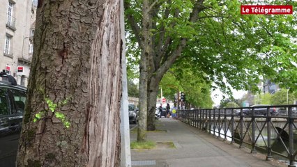 Quimper. Deux marronniers à abattre