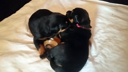 Chiots Guardiane X Enzo