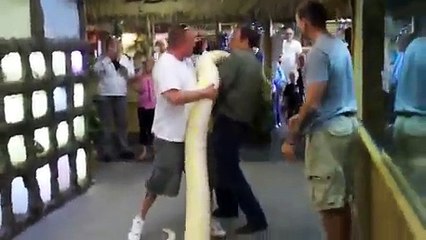 People lifted huge snake. it is unbelievable