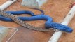 Blue Indigo snake eating Rattlesnake