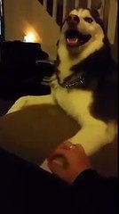 Conoce al perro que le pide cariños a su dueña muy dulcemente