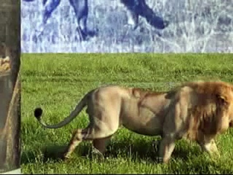 Lion vs Tiger ( Lion stronger swipe)