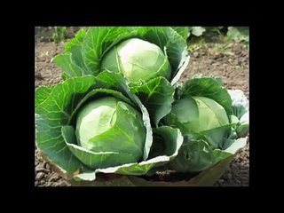 Ulcerative Colitis Cured In Just 1 Week