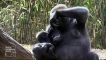 Etats-Unis : deux bébés gorilles font leur première apparition au zoo du Bronx