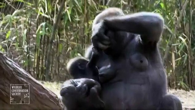 Etats-Unis : deux bébés gorilles font leur première apparition au zoo du Bronx