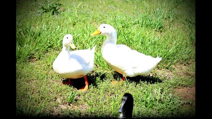 Wild Neighbors at this Lake Listing!