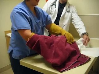 Psycho Cat Beats Up On Vet