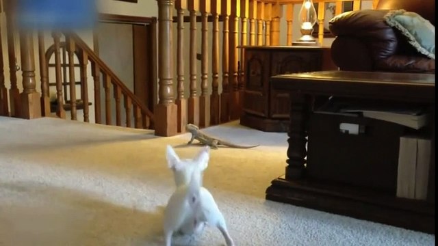 İguana Ve Köpeğin Yakalamaca Oyunu