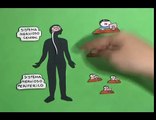 Cómo funciona el sistema nervioso   Educación primaria y secundaria   Educación   Practicopedia com2