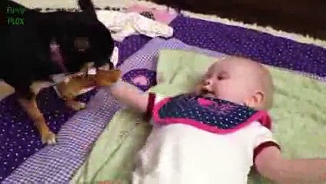 Puppies and Babies Playing Together Compilation 2014 [NEW HD]