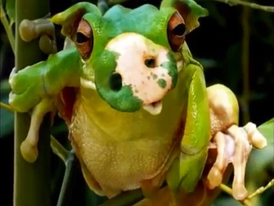 animaux droles et délires