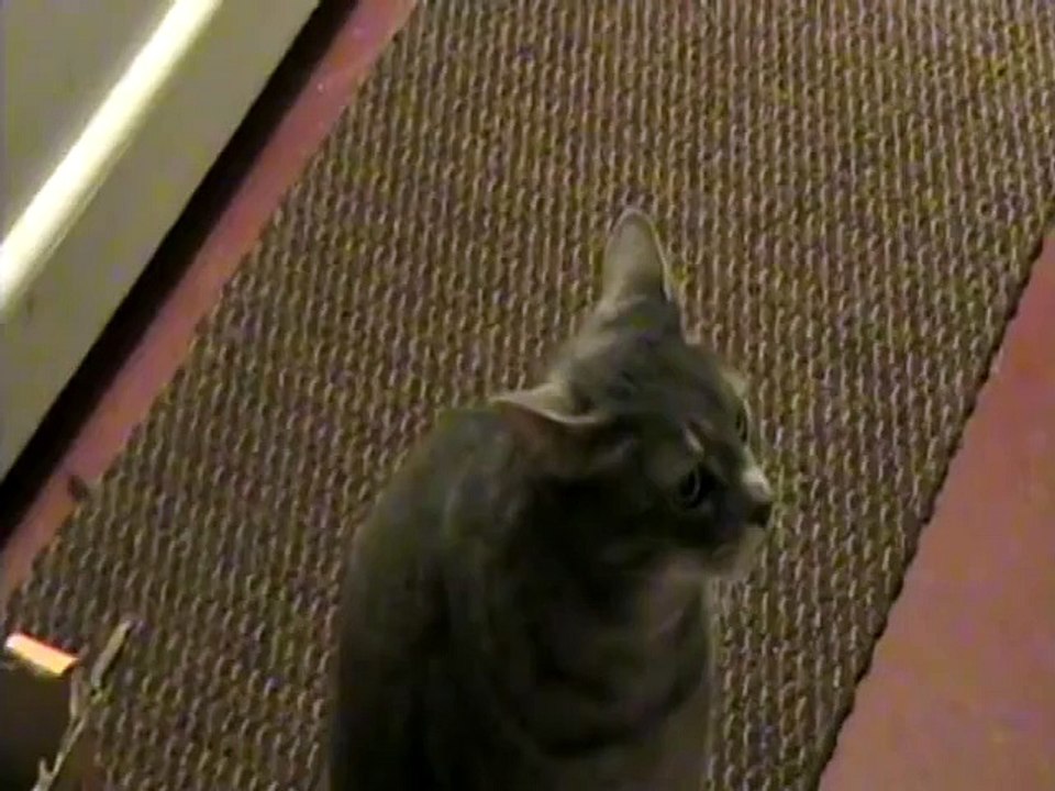Hey Cat. Hey